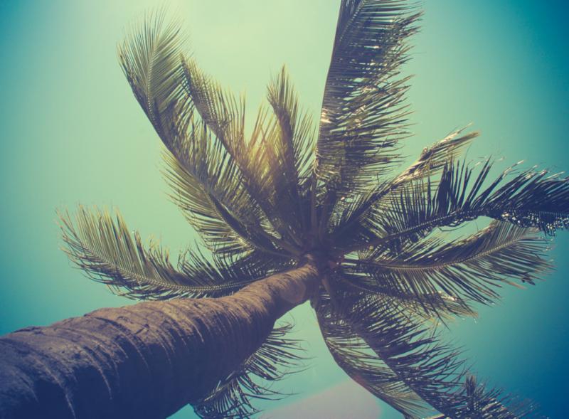 palm_tree.jpg