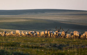 Photo of caribou herd