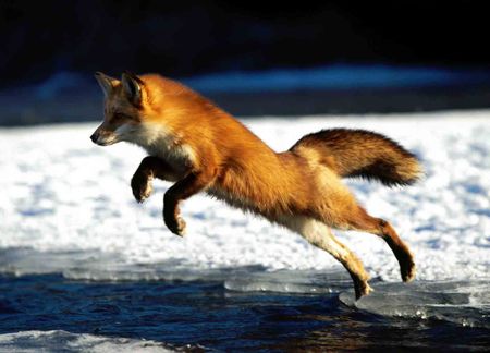 Red Fox Leaping