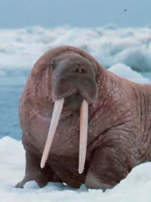 Walrus