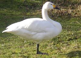 bewick's swan