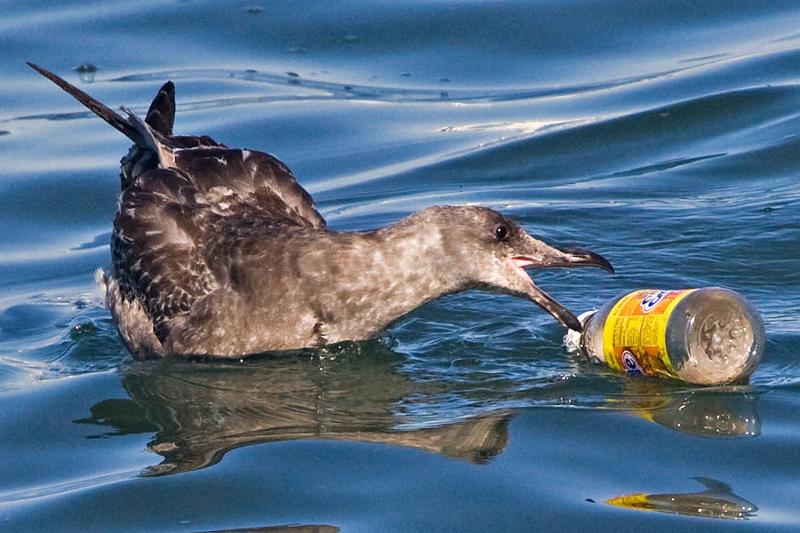 sea bird/plastic