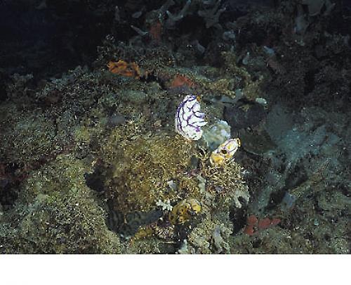 dead coral with algea