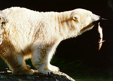 Polar Bear Eating Fish