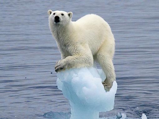 polar bear ice