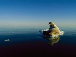 Walrus Ice