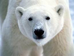 Polar bear