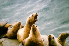 Steller Seal