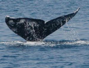 Gray Whale