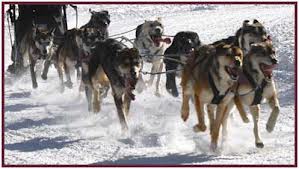 Dog Mushing