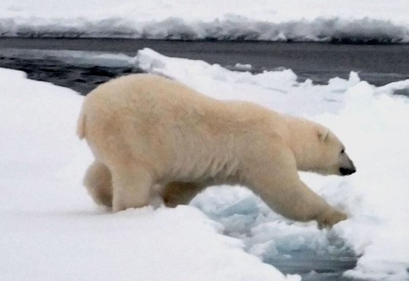 polar bear matt