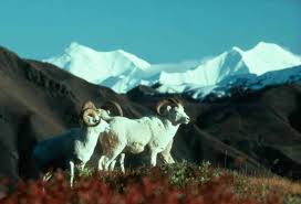 Dall Sheep