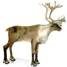 caribou