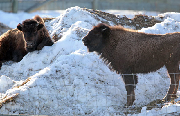 Bison - Canadian Wood