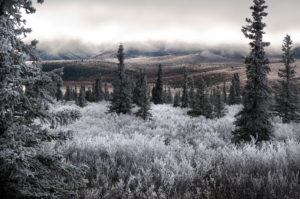 photo of evergreen trees