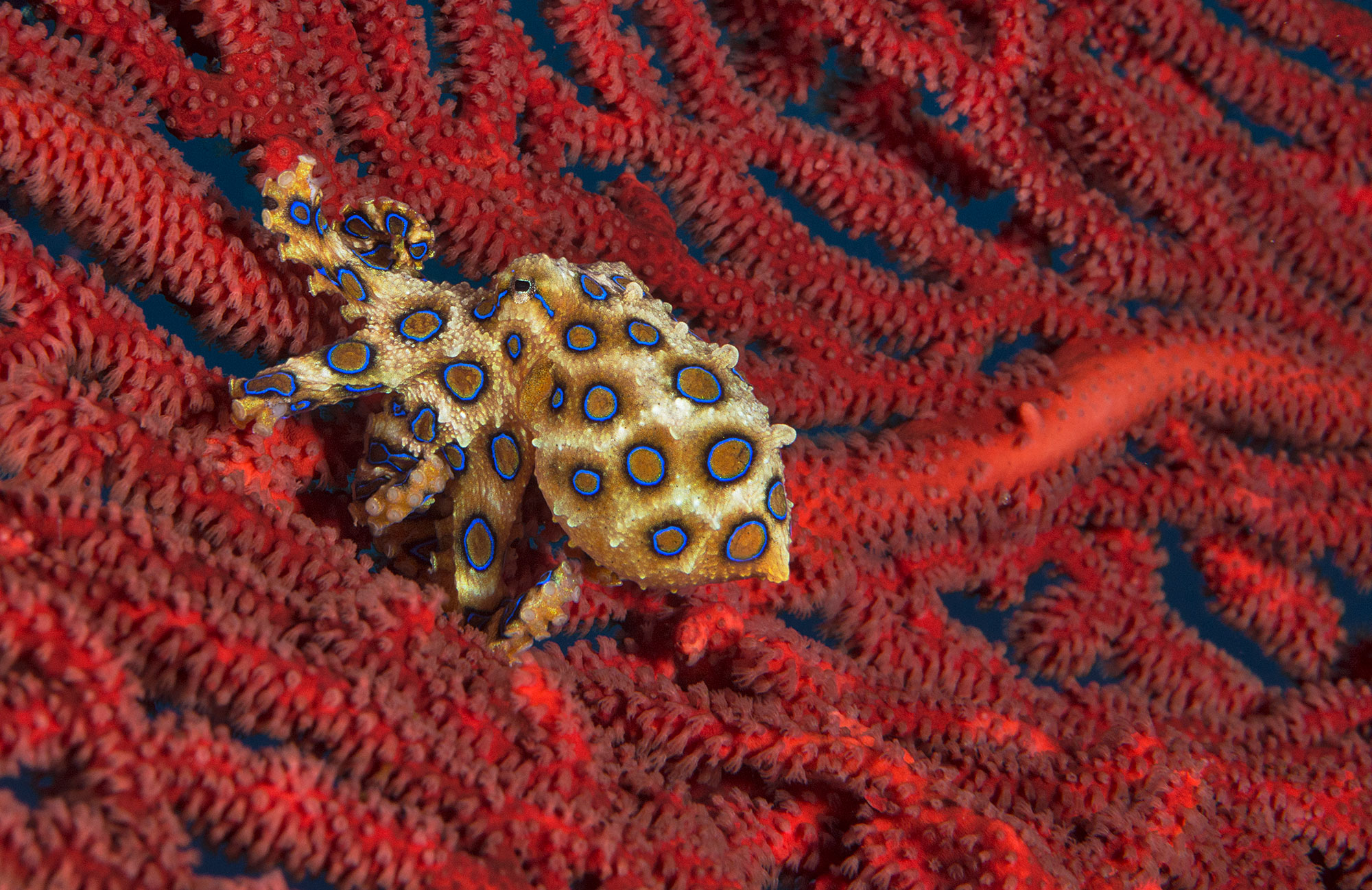 OceanImageBank_JayneJenkins_PNG_1-opt